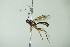  ( - BC ZSM HYM 21416)  @13 [ ] CreativeCommons - Attribution Non-Commercial Share-Alike (2015) Unspecified SNSB, Zoologische Staatssammlung Muenchen