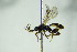  ( - BC ZSM HYM 21446)  @12 [ ] CreativeCommons - Attribution Non-Commercial Share-Alike (2015) Unspecified SNSB, Zoologische Staatssammlung Muenchen