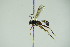  ( - BC ZSM HYM 21521)  @12 [ ] CreativeCommons - Attribution Non-Commercial Share-Alike (2015) Unspecified SNSB, Zoologische Staatssammlung Muenchen