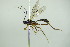  ( - BC ZSM HYM 21546)  @13 [ ] CreativeCommons - Attribution Non-Commercial Share-Alike (2015) Unspecified SNSB, Zoologische Staatssammlung Muenchen