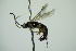  ( - BC ZSM HYM 21691)  @13 [ ] CreativeCommons - Attribution Non-Commercial Share-Alike (2015) Unspecified SNSB, Zoologische Staatssammlung Muenchen