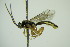  ( - BC ZSM HYM 21700)  @13 [ ] CreativeCommons - Attribution Non-Commercial Share-Alike (2015) Unspecified SNSB, Zoologische Staatssammlung Muenchen