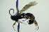  ( - BC ZSM HYM 21739)  @13 [ ] CreativeCommons - Attribution Non-Commercial Share-Alike (2015) Unspecified SNSB, Zoologische Staatssammlung Muenchen