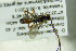  ( - BC ZSM HYM 21810)  @12 [ ] CreativeCommons - Attribution Non-Commercial Share-Alike (2015) Unspecified SNSB, Zoologische Staatssammlung Muenchen