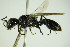  ( - BC ZSM HYM 21954)  @13 [ ] CreativeCommons - Attribution Non-Commercial Share-Alike (2015) Unspecified SNSB, Zoologische Staatssammlung Muenchen