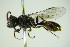  ( - BC ZSM HYM 21956)  @12 [ ] CreativeCommons - Attribution Non-Commercial Share-Alike (2015) Unspecified SNSB, Zoologische Staatssammlung Muenchen