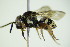  ( - BC ZSM HYM 21963)  @13 [ ] CreativeCommons - Attribution Non-Commercial Share-Alike (2015) Unspecified SNSB, Zoologische Staatssammlung Muenchen