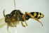  ( - BC ZSM HYM 21974)  @12 [ ] CreativeCommons - Attribution Non-Commercial Share-Alike (2015) Unspecified SNSB, Zoologische Staatssammlung Muenchen