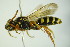  ( - BC ZSM HYM 21975)  @12 [ ] CreativeCommons - Attribution Non-Commercial Share-Alike (2015) Unspecified SNSB, Zoologische Staatssammlung Muenchen