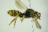  ( - BC ZSM HYM 21976)  @13 [ ] CreativeCommons - Attribution Non-Commercial Share-Alike (2015) Unspecified SNSB, Zoologische Staatssammlung Muenchen