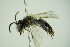  ( - BC ZSM HYM 21982)  @12 [ ] CreativeCommons - Attribution Non-Commercial Share-Alike (2015) Unspecified SNSB, Zoologische Staatssammlung Muenchen