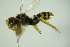  ( - BC ZSM HYM 21994)  @13 [ ] CreativeCommons - Attribution Non-Commercial Share-Alike (2015) Unspecified SNSB, Zoologische Staatssammlung Muenchen