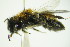  ( - BC ZSM HYM 22006)  @12 [ ] CreativeCommons - Attribution Non-Commercial Share-Alike (2015) Unspecified SNSB, Zoologische Staatssammlung Muenchen