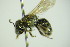  ( - BC ZSM HYM 22010)  @12 [ ] CreativeCommons - Attribution Non-Commercial Share-Alike (2015) Unspecified SNSB, Zoologische Staatssammlung Muenchen
