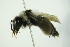  ( - BC ZSM HYM 22012)  @12 [ ] CreativeCommons - Attribution Non-Commercial Share-Alike (2015) Unspecified SNSB, Zoologische Staatssammlung Muenchen