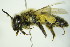  ( - BC ZSM HYM 22017)  @12 [ ] CreativeCommons - Attribution Non-Commercial Share-Alike (2015) Unspecified SNSB, Zoologische Staatssammlung Muenchen