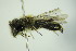  ( - BC ZSM HYM 22018)  @12 [ ] CreativeCommons - Attribution Non-Commercial Share-Alike (2015) Unspecified SNSB, Zoologische Staatssammlung Muenchen
