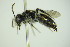  ( - BC ZSM HYM 22019)  @12 [ ] CreativeCommons - Attribution Non-Commercial Share-Alike (2015) Unspecified SNSB, Zoologische Staatssammlung Muenchen