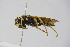  (Polistes maroccanus - BC ZSM HYM 22043)  @12 [ ] CreativeCommons - Attribution Non-Commercial Share-Alike (2015) Unspecified SNSB, Zoologische Staatssammlung Muenchen