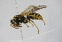  ( - BC ZSM HYM 22058)  @12 [ ] CreativeCommons - Attribution Non-Commercial Share-Alike (2015) Unspecified SNSB, Zoologische Staatssammlung Muenchen