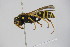  ( - BC ZSM HYM 22059)  @12 [ ] CreativeCommons - Attribution Non-Commercial Share-Alike (2015) Unspecified SNSB, Zoologische Staatssammlung Muenchen