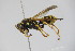  ( - BC ZSM HYM 22060)  @12 [ ] CreativeCommons - Attribution Non-Commercial Share-Alike (2015) Unspecified SNSB, Zoologische Staatssammlung Muenchen