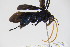  ( - BC ZSM HYM 22090)  @12 [ ] CreativeCommons - Attribution Non-Commercial Share-Alike (2015) Unspecified SNSB, Zoologische Staatssammlung Muenchen