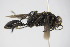  ( - BC ZSM HYM 22109)  @13 [ ] CreativeCommons - Attribution Non-Commercial Share-Alike (2015) Unspecified SNSB, Zoologische Staatssammlung Muenchen