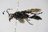  ( - BC ZSM HYM 22110)  @13 [ ] CreativeCommons - Attribution Non-Commercial Share-Alike (2015) Unspecified SNSB, Zoologische Staatssammlung Muenchen