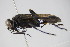  ( - BC ZSM HYM 22111)  @13 [ ] CreativeCommons - Attribution Non-Commercial Share-Alike (2015) Unspecified SNSB, Zoologische Staatssammlung Muenchen