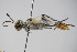  ( - BC ZSM HYM 22124)  @13 [ ] CreativeCommons - Attribution Non-Commercial Share-Alike (2015) Unspecified SNSB, Zoologische Staatssammlung Muenchen