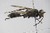 ( - BC ZSM HYM 22126)  @12 [ ] CreativeCommons - Attribution Non-Commercial Share-Alike (2015) Unspecified SNSB, Zoologische Staatssammlung Muenchen