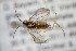  ( - BC ZSM HYM 22148)  @11 [ ] CreativeCommons - Attribution Non-Commercial Share-Alike (2015) Unspecified SNSB, Zoologische Staatssammlung Muenchen