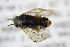  ( - BC ZSM HYM 22158)  @12 [ ] CreativeCommons - Attribution Non-Commercial Share-Alike (2015) Unspecified SNSB, Zoologische Staatssammlung Muenchen