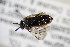  ( - BC ZSM HYM 22160)  @12 [ ] CreativeCommons - Attribution Non-Commercial Share-Alike (2015) Unspecified SNSB, Zoologische Staatssammlung Muenchen