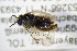  ( - BC ZSM HYM 22163)  @12 [ ] CreativeCommons - Attribution Non-Commercial Share-Alike (2015) Unspecified SNSB, Zoologische Staatssammlung Muenchen