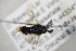  ( - BC ZSM HYM 22164)  @13 [ ] CreativeCommons - Attribution Non-Commercial Share-Alike (2015) Unspecified SNSB, Zoologische Staatssammlung Muenchen