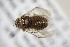  ( - BC ZSM HYM 22167)  @11 [ ] CreativeCommons - Attribution Non-Commercial Share-Alike (2015) Unspecified SNSB, Zoologische Staatssammlung Muenchen