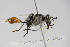  (Prionyx pollens - BC ZSM HYM 22235)  @12 [ ] CreativeCommons - Attribution Non-Commercial Share-Alike (2015) Unspecified SNSB, Zoologische Staatssammlung Muenchen