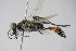  ( - BC ZSM HYM 22242)  @13 [ ] CreativeCommons - Attribution Non-Commercial Share-Alike (2015) Unspecified SNSB, Zoologische Staatssammlung Muenchen