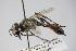  ( - BC ZSM HYM 22244)  @13 [ ] CreativeCommons - Attribution Non-Commercial Share-Alike (2015) Unspecified SNSB, Zoologische Staatssammlung Muenchen