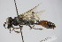  ( - BC ZSM HYM 22245)  @13 [ ] CreativeCommons - Attribution Non-Commercial Share-Alike (2015) Unspecified SNSB, Zoologische Staatssammlung Muenchen