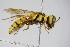  ( - BC ZSM HYM 22316)  @13 [ ] CreativeCommons - Attribution Non-Commercial Share-Alike (2015) Unspecified SNSB, Zoologische Staatssammlung Muenchen