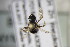  ( - BC ZSM HYM 22353)  @11 [ ] CreativeCommons - Attribution Non-Commercial Share-Alike (2015) Unspecified SNSB, Zoologische Staatssammlung Muenchen