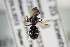  ( - BC ZSM HYM 22360)  @11 [ ] CreativeCommons - Attribution Non-Commercial Share-Alike (2015) Unspecified SNSB, Zoologische Staatssammlung Muenchen