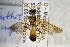  ( - BC ZSM HYM 22388)  @13 [ ] CreativeCommons - Attribution Non-Commercial Share-Alike (2015) Unspecified SNSB, Zoologische Staatssammlung Muenchen