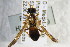  ( - BC ZSM HYM 22389)  @12 [ ] CreativeCommons - Attribution Non-Commercial Share-Alike (2015) Unspecified SNSB, Zoologische Staatssammlung Muenchen
