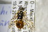  ( - BC ZSM HYM 22398)  @13 [ ] CreativeCommons - Attribution Non-Commercial Share-Alike (2015) Unspecified SNSB, Zoologische Staatssammlung Muenchen