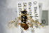  ( - BC ZSM HYM 22400)  @13 [ ] CreativeCommons - Attribution Non-Commercial Share-Alike (2015) Unspecified SNSB, Zoologische Staatssammlung Muenchen