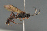  (Asthenolabus - BC ZSM HYM 22423)  @15 [ ] CreativeCommons - Attribution Non-Commercial Share-Alike (2014) Stefan Schmidt SNSB, Zoologische Staatssammlung Muenchen